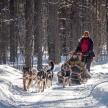 two people and two dogs on a sleigh in the snow