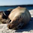 a sea lion laying on the sand