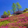 a field of pink flowers on a hill with benches