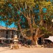 a tree in the middle of a street with people sitting under it
