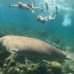 two people swimming in the ocean next to a whale shark