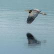 a bird flying over the water with its reflection