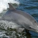 a dolphin swimming in the water