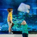 两个小男孩在水族馆看鱼
