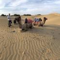 a group of camels sitting in the desert