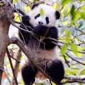a panda bear sitting on top of a tree