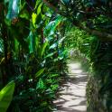 a path through a forest of green plants