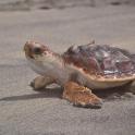 a small turtle sitting on the sand on the beach