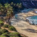 a beach with palm trees and people on the beach