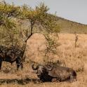 a buffalo laying in the grass in a field