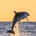 a dolphin jumping out of the water