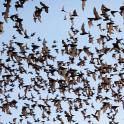 空を飛ぶ鳥の群れ