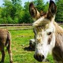 Un burro y una oveja de pie en un campo