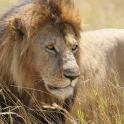 a lion is standing in the tall grass