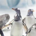 a group of penguins standing next to each other