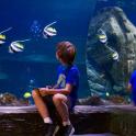 a young boy sitting on a ledge looking at fish in an aquarium