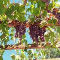 a bunch of grapes hanging from a wooden frame