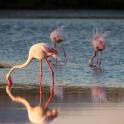 a group of flamingos standing in the water