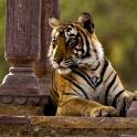 Un tigre tendido encima de un muro de piedra