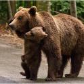 a bear and a cub walking down a road