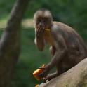a monkey sitting on a rock eating a piece of food