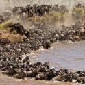 a large herd of animals crossing a river
