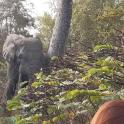 an elephant walking through a forest with people watching
