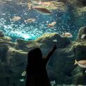 a woman is looking at fish in an aquarium