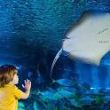 一个小孩在水族馆里看鲨鱼