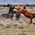 a group of horses fighting in a field