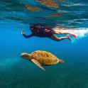 a person swimming next to a turtle in the water