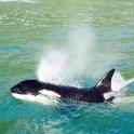 a killer whale swimming in the water