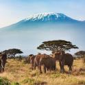 a herd of elephants in a field with a mountain in the background
