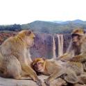 three monkeys sitting on a rock with a waterfall in the background