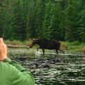 a man taking a picture of three horses crossing a river