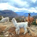 a group of goats standing on top of a mountain