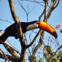 a toucan perched on top of a tree branch