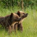 two brown bears standing in a field of tall grass
