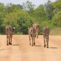 a group of cheetahs walking down a dirt road