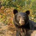 a large black bear standing in the woods