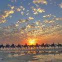 a group of people riding horses on the beach at sunset