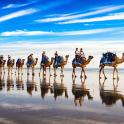 a group of people riding camels on the beach