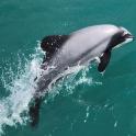 一只海豚在水中跳跃