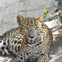 Un jaguar tendido en el suelo con la boca abierta.