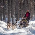 two people and two dogs on a sleigh in the snow