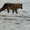 a wolf walking across a snow covered field