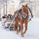 a horse pulling a sleigh with people on it in the snow