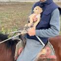 a person sitting on a horse holding a dog