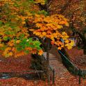a group of trees with autumn leaves and a fence