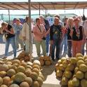 a group of people standing next to a pile of melons